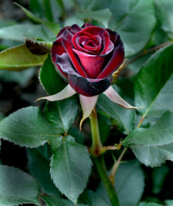 Teehübriidroos `Black Baccara´