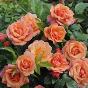 Floribundroos