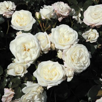 Alabaster