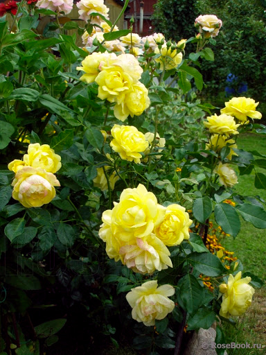 kollane roos