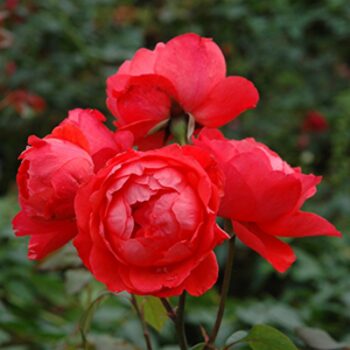 ROOS SCARLET QUEEN ELIZABETH