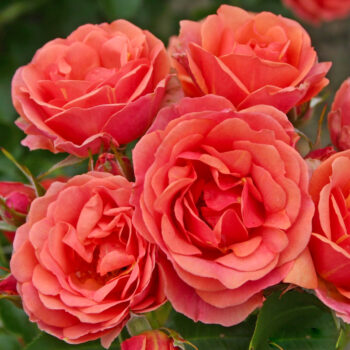 floribundroos